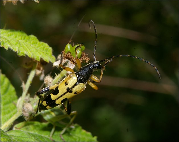 Leptura maculata 2