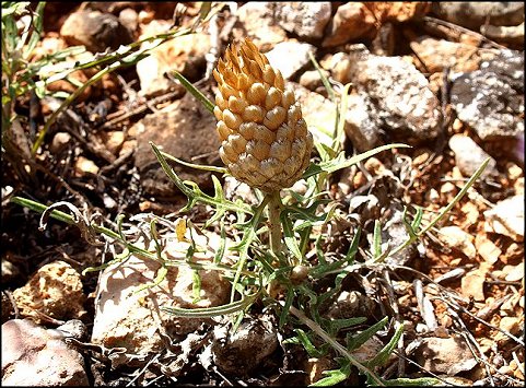 Leuzea conifera 1