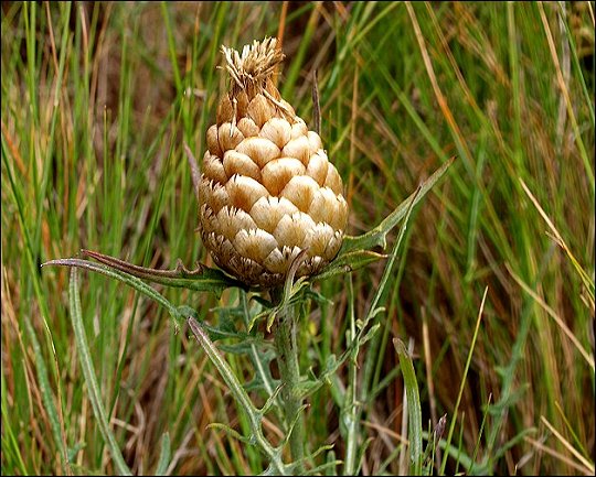 Leuzea conifera 3