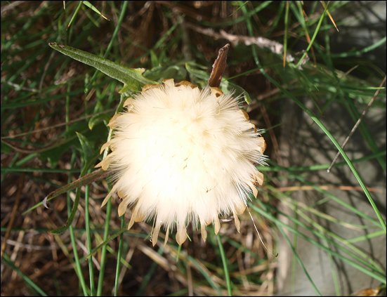 Leuzea conifera 6