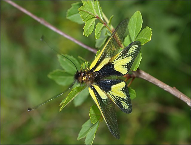 Libelloides coccajus 1