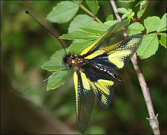 Libelloides coccajus 2
