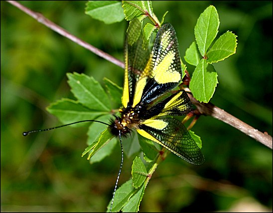 Libelloides coccajus 3