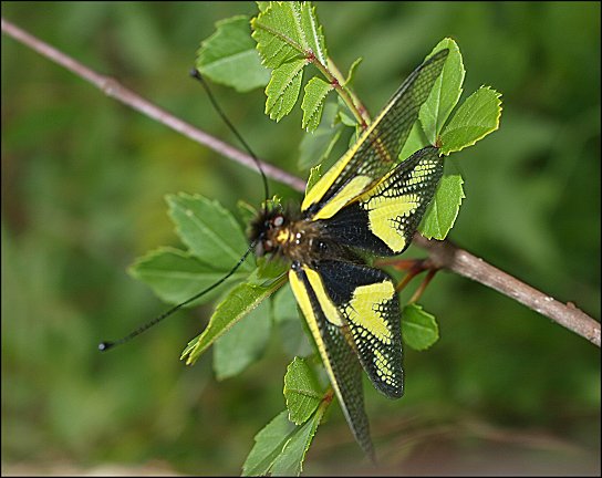 Libelloides coccajus 4