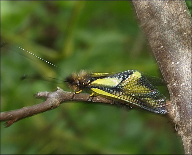 Libelloides coccajus 5
