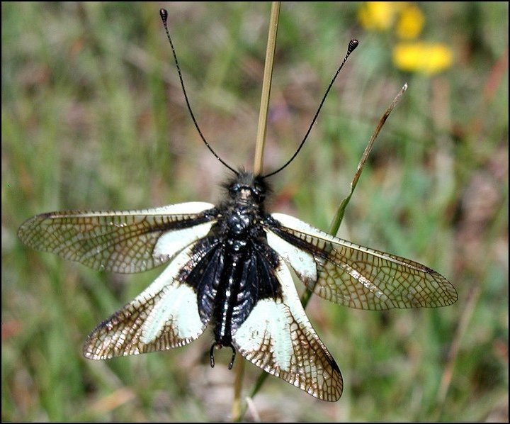 Libelloides coccajus 6