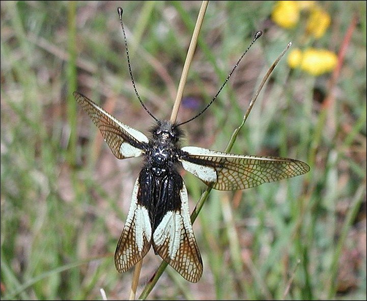 Libelloides coccajus 7