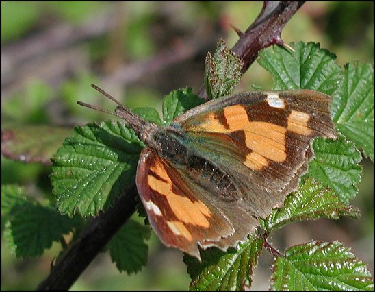 Libythea celtis 1