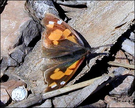 Libythea celtis 10
