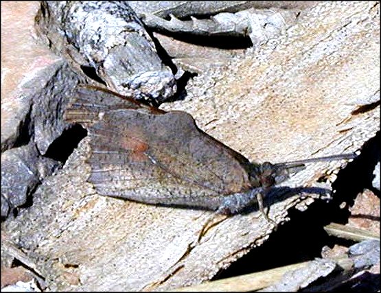 Libythea celtis 11