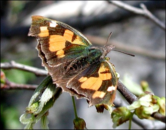 Libythea celtis 2