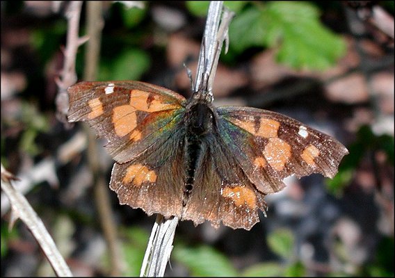 Libythea celtis 3