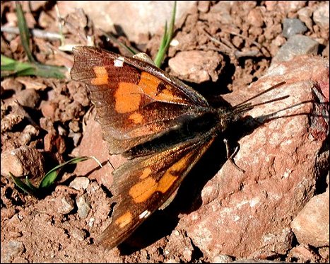 Libythea celtis 4