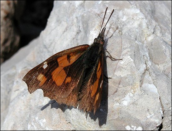 Libythea celtis 5