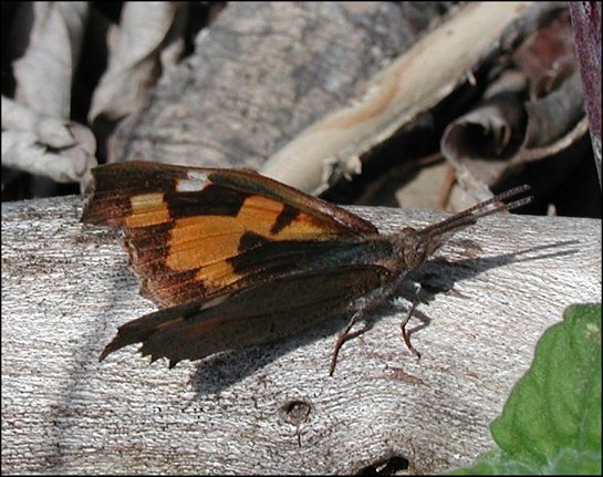 Libythea celtis 6