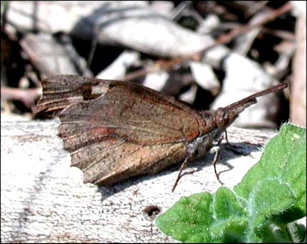 Libythea celtis 7
