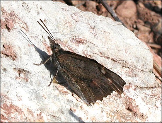 Libythea celtis 8