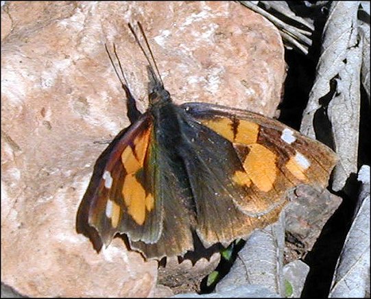 Libythea celtis 9