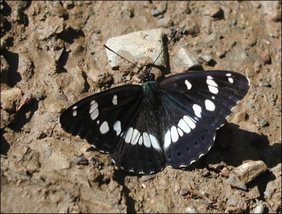 Limenitis reducta 1