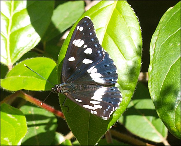 Limenitis reducta 10