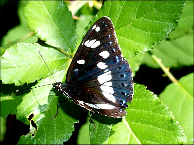 Limenitis reducta 11