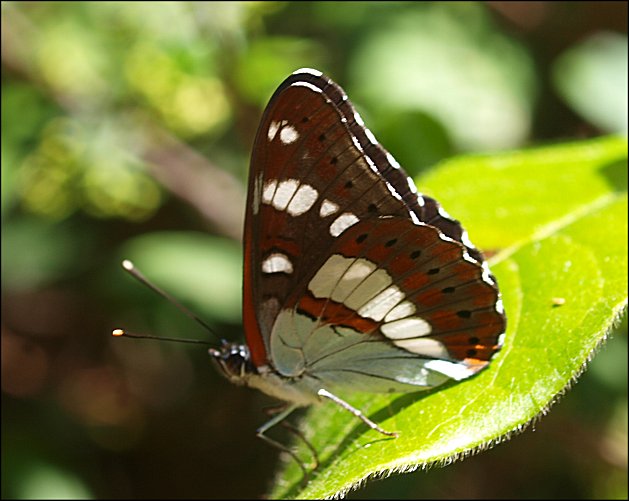 Limenitis reducta 12