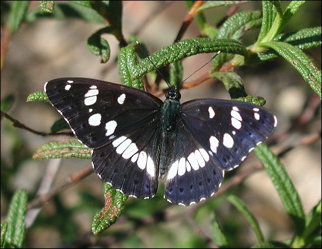 Limenitis reducta 2