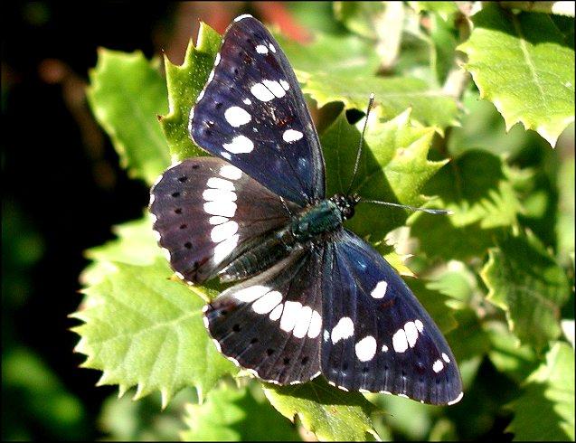 Limenitis reducta 3