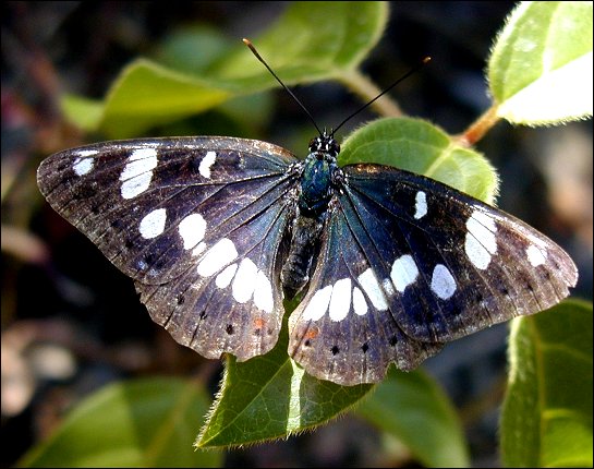 Limenitis reducta 4