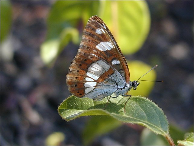 Limenitis reducta 5