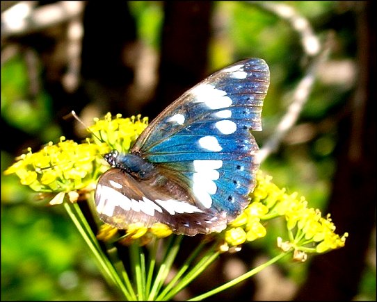Limenitis reducta 6
