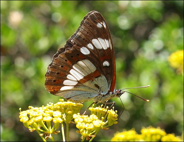Limenitis reducta 7