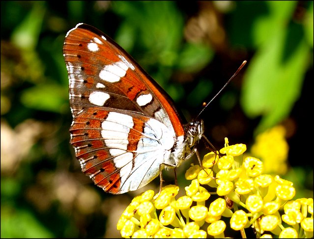 Limenitis reducta 8
