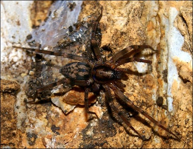 Liocranum rupicola 1