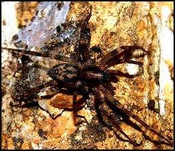Liocranum