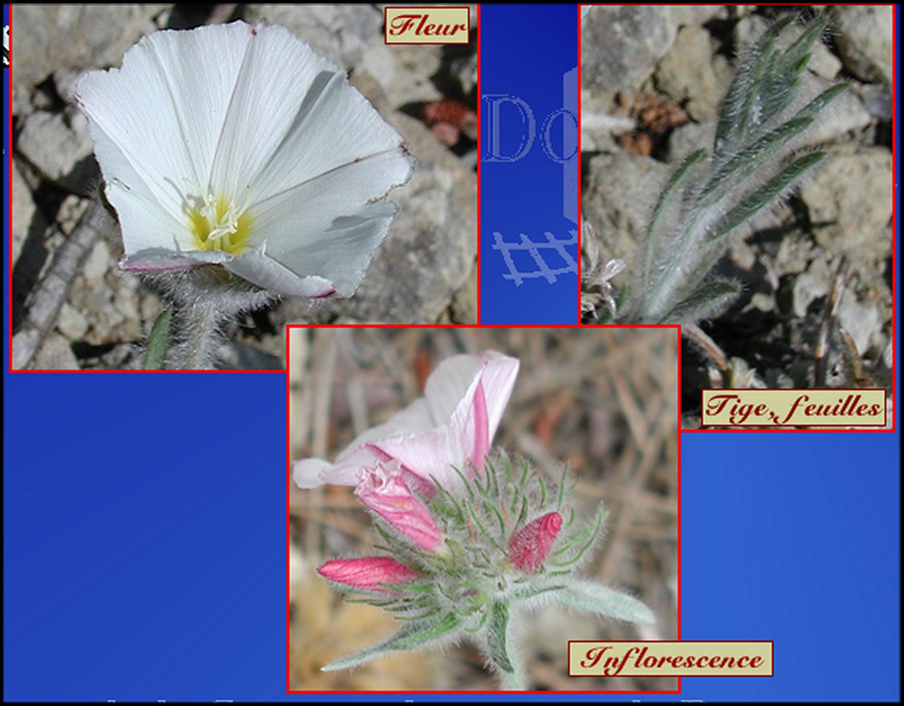 Liseron details