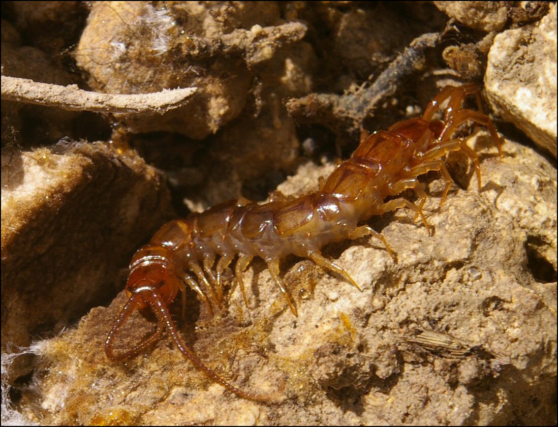 Lithobiide Vendres