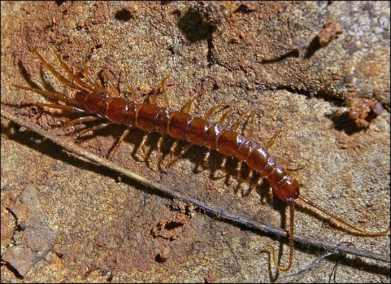 Lithobius 1
