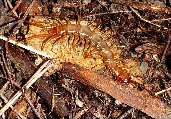 Lithobius 2