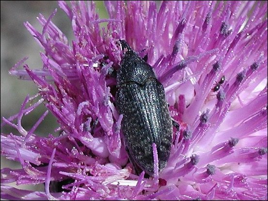 Lixus algirus 1