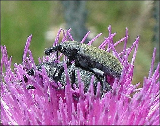 Lixus algirus 3