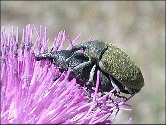 Lixus algirus 4