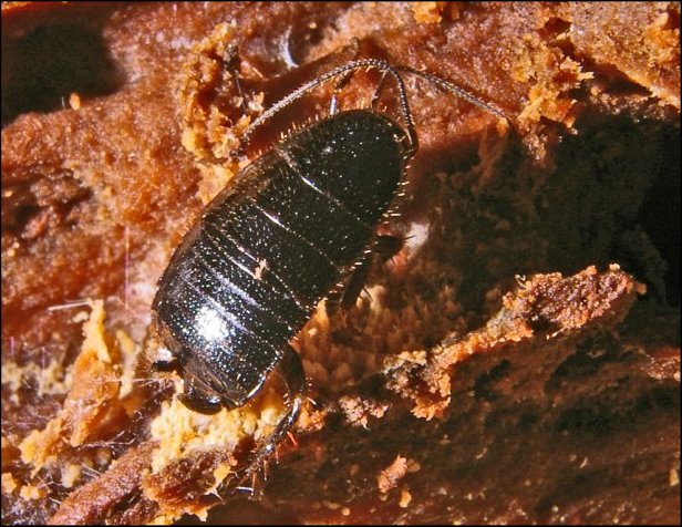 Lopboptera decipiens 1
