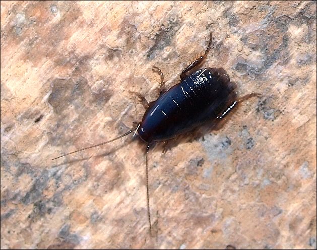 Loboptera decipiens 2