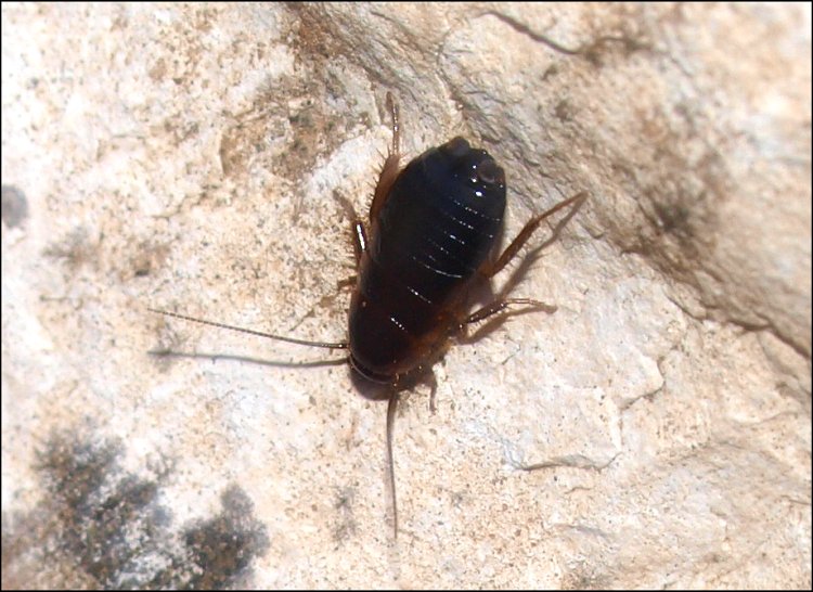 Loboptera decipiens 3