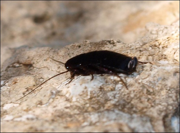 Loboptera decipiens 4