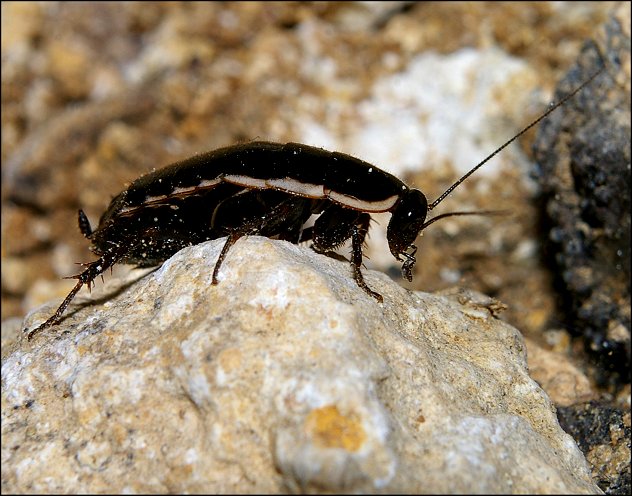 Loboptera decipiens 6