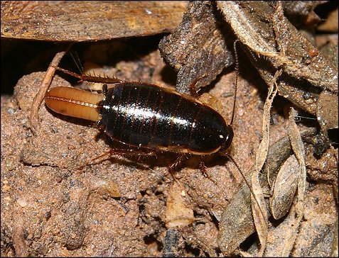 Loboptera decipiens 8