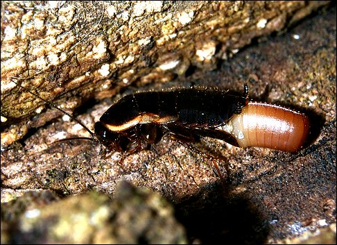 Loboptera decipiens 9