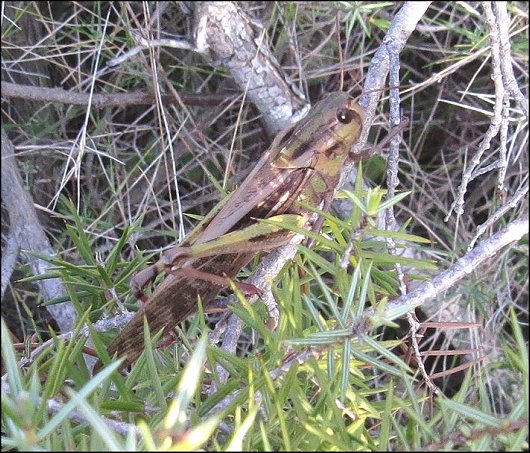 Locusta migratoria 10
